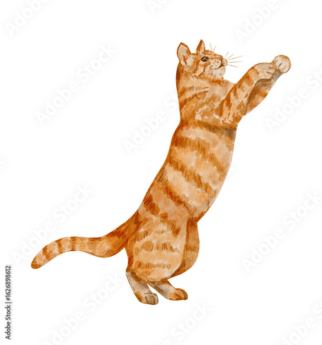 Playful ginger cat reaching up – watercolor red tabby clipart, hand painted illustration