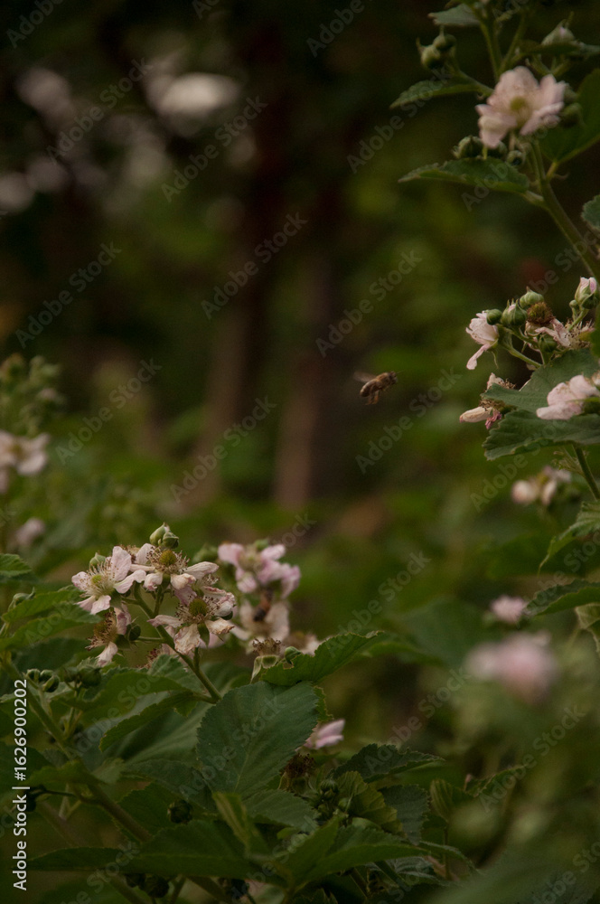 flowers in the forest flowers in the forest