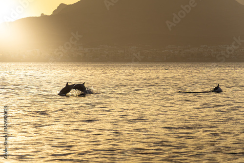 Delfines en San Carlos