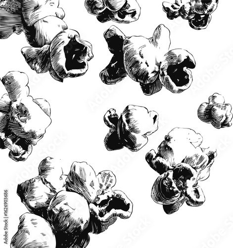 Black and white sketch of popcorn kernels floating in white space. Vector illustration
