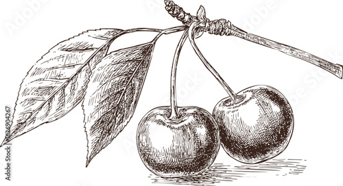 Hand-drawn illustration of cherries with leaves on a branch in sepia tone. Vector illustration