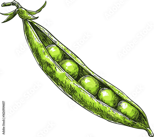 Illustration of a vibrant green pea pod with five peas. Vector illustration