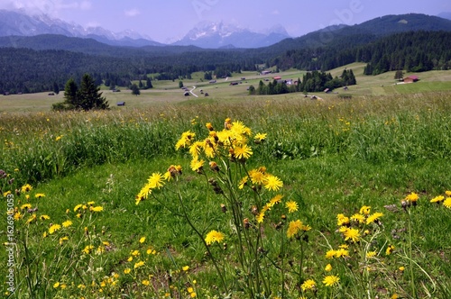 Buckelwiesen bei Mittenwald