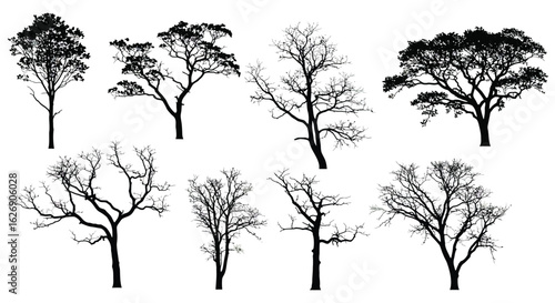 Collection of diverse bare deciduous trees and evergreen trees in silhouette against a white background