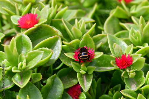 Abelha numa flor vermelha no meio das folhas verdes 