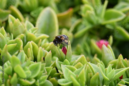 Abelha numa flor vermelha no meio das folhas verdes 