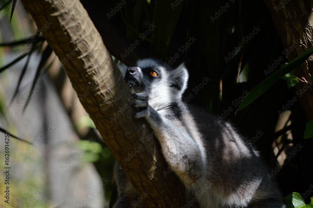 Obraz premium Ring-tailed lemur resting on tree trunk and looking up in dappled sunlight