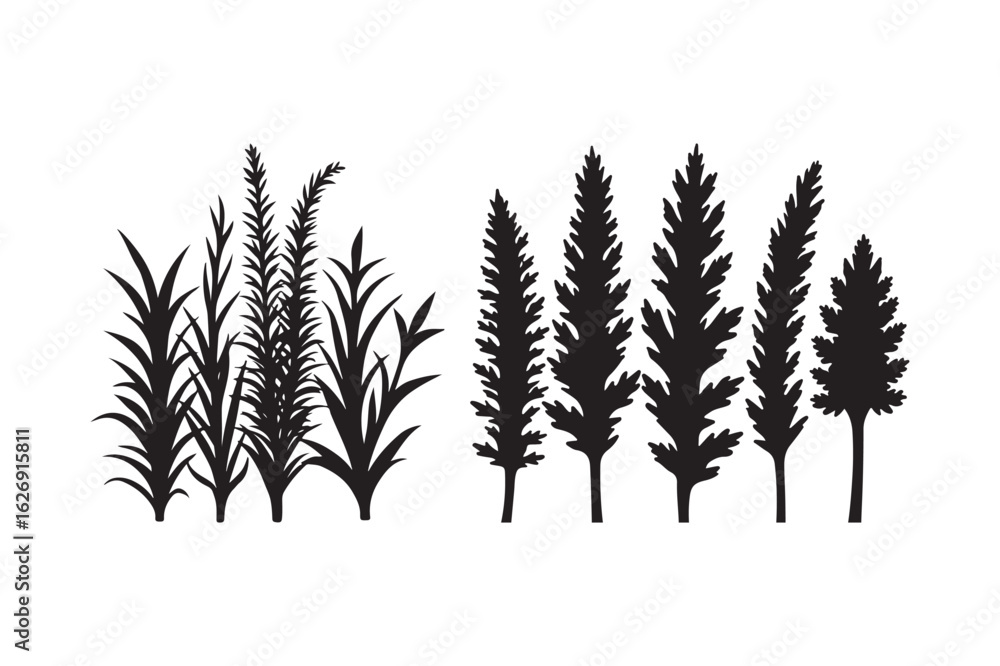 Naklejka premium Silhouette of various tall grasses and evergreen trees on a white background