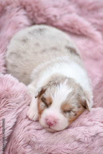 Cute newborn red merle australian shepherd puppy sleeping on soft wool fluffy blanket