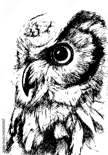 Close up sketch of an owl with detailed feathers and a piercing eye looking intently to the side