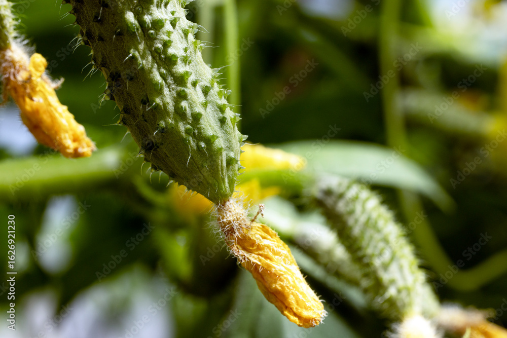 Naklejka premium Close-up of young cucumbers growing on a vine.