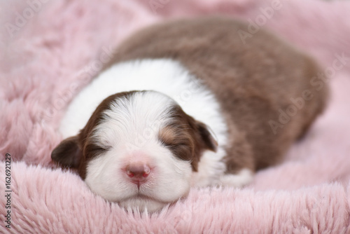 Cute newborn australian shepherd puppy sleeping on soft wool fluffy blanket