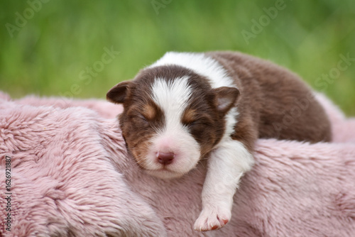 Newborn Australian Shepherd Aussie puppy sleeping on a soft fluffy wool blanket