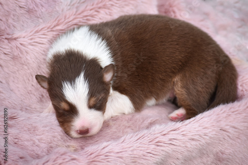 Newborn Australian Shepherd Aussie puppy sleeping on a soft fluffy wool blanket