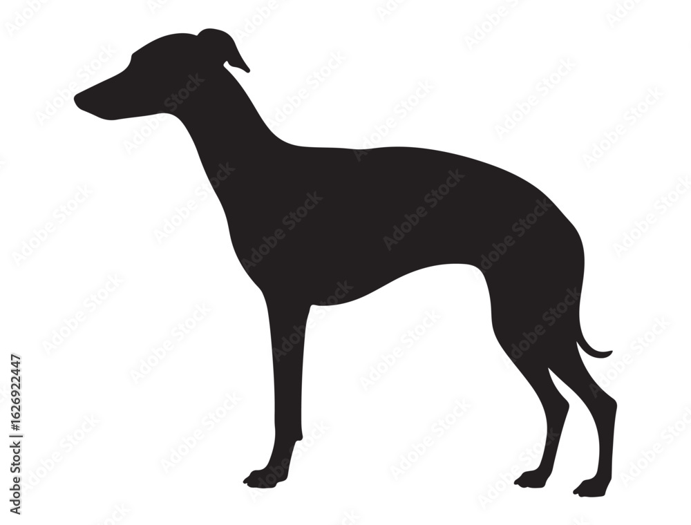 Obraz premium GREYHOUND DOG SILHOUETTE