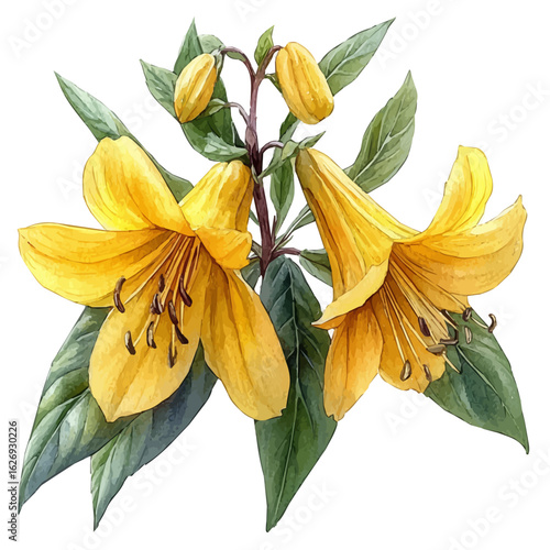 Yellow Archangel Flower, watercolor clipart vector, isolated on a white background.