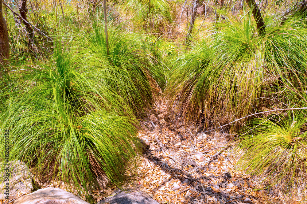 Fototapeta premium Typical grass growing on Whitsunday Island. The beach is known for its crystal white silica sands and turquoise colored waters. Australia
