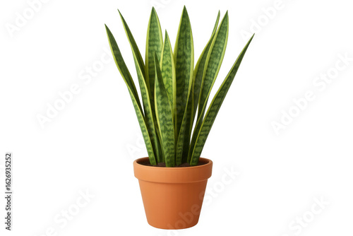 Wallpaper Mural Realistic 3d rendering of a vibrant snake plant in a terracotta pot, isolated on a transparent background, perfect for design projects Torontodigital.ca