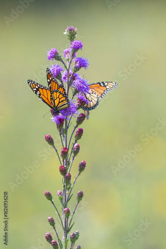 two monarch butterflies on blazing star plant
