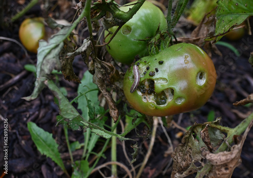 Caterpillar eating holes in tomato