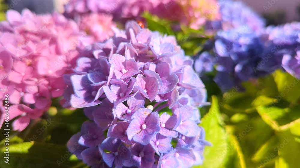 Beautiful pink and lilac blooming clusters of hydrangea flowers with green leaves. Close-up. Summer season. Natural decor for garden and home. Beautiful pink and lilac blooming clusters of hydrangea flowers with green leaves. Close-up. Summer season. Natural decor for garden and home.