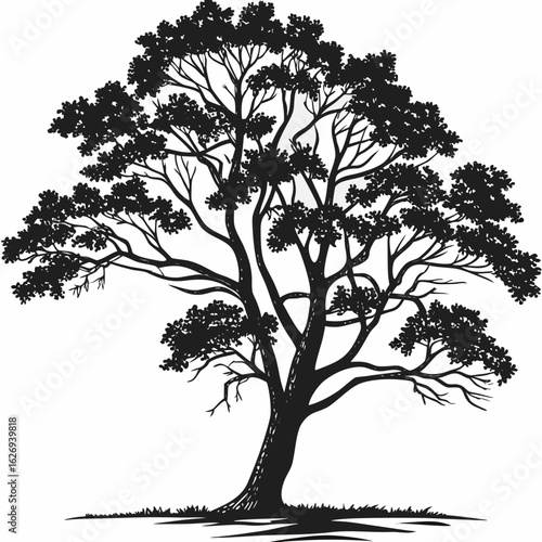 Vector Silhouette of a Deciduous Tree illustration of coloring page