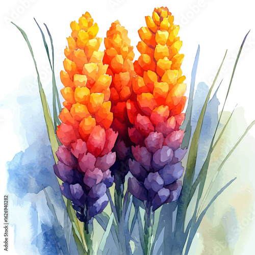 Torch Lily Flower, watercolor painting vector, isolated on a white background.