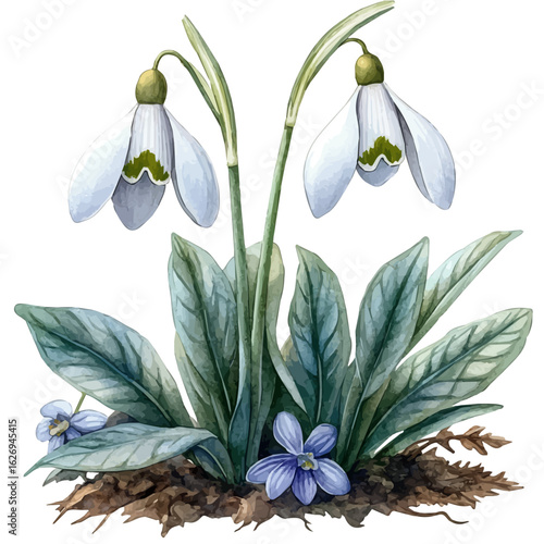 watercolor of Snowdrop Flower, vector, isolated on a white background.