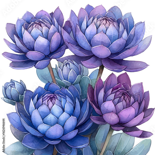 Sedum Flower, watercolor vector, isolated on a white background.