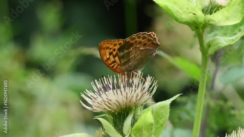 Kaisermantel Schmetterling (Argynnis paphia) an Distelblüte