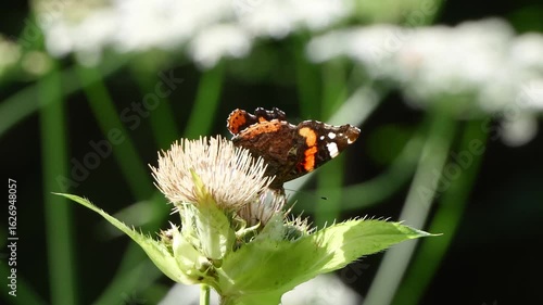 Admiral Schmetterling  (Vanessa atalanta oder  Pyrameis atalanta) an Distelblüte