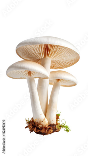 Cluster of white mushrooms growing on transparent background