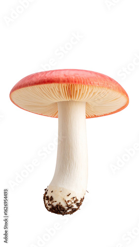 Single mushroom with pink cap and white stem growing on transparent background