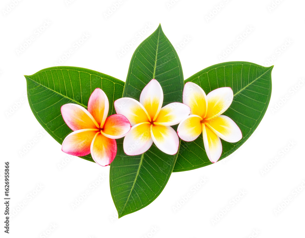 Fototapeta premium Frangipani Flower Cluster with Leaves, Flat Lay Top View, Isolated PNG