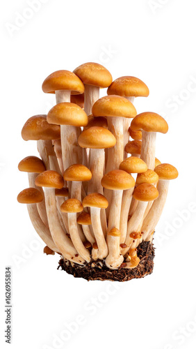 Bunch of nameko mushrooms growing on transparent background