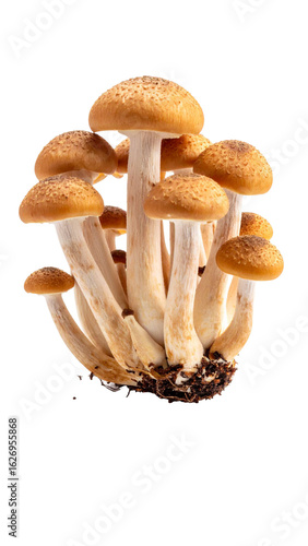 Cluster of fresh mushrooms growing on transparent background