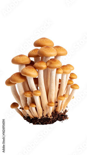 Cluster of nameko mushrooms growing on transparent background