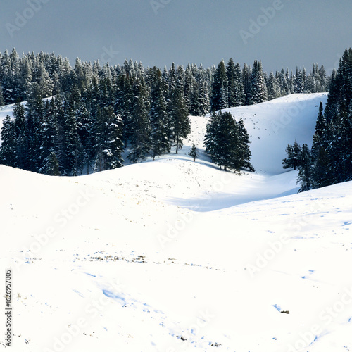 Winter Wonderland in a Pine Forest