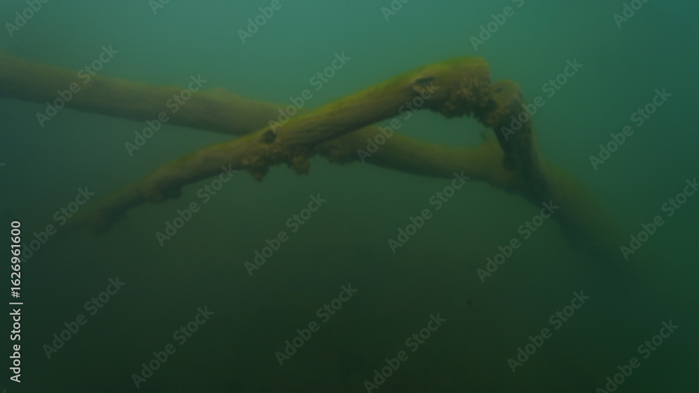 Fototapeta premium Scuba diving in the lake