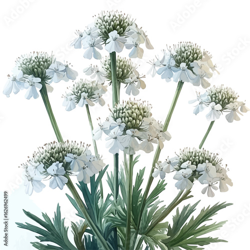 watercolor of Queen Annes Lace Flower, vector, isolated on a white background.