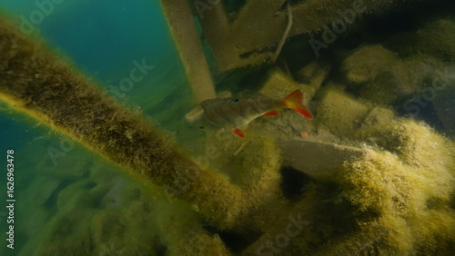 Scuba diving in the lake full of fish