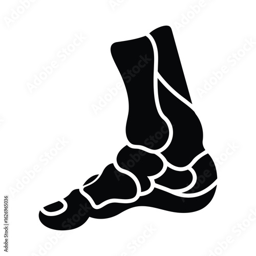 Anatomical foot bones silhouette anatomy medical