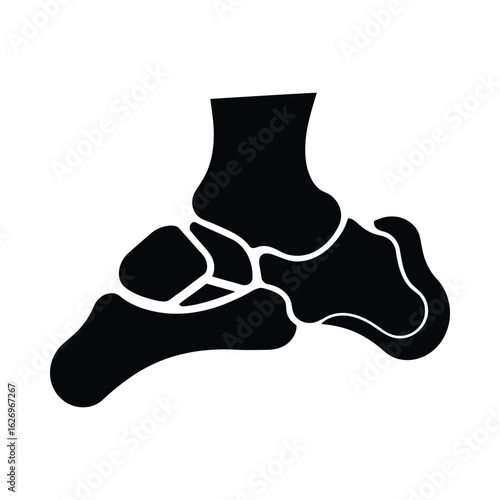 Foot bone silhouette anatomy skeletal
