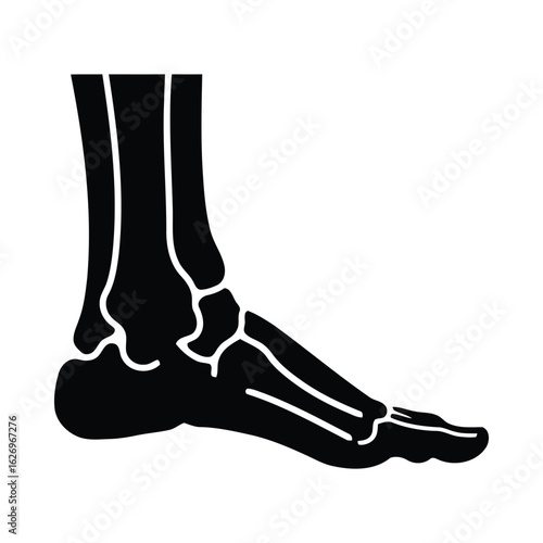 Human foot bone anatomy silhouette skeleton