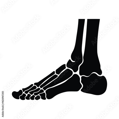Human foot bones black silhouette anatomy skeletal