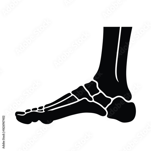 Human foot skeletal structure bone skeleton