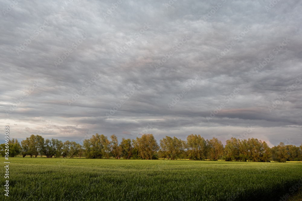 Obraz premium Dramatic rural landscape featuring a blooming rapeseed field after rain, under a moody evening storm sky.