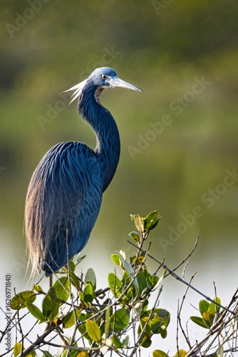 Graceful Tricolored Heron in Natural Habitat