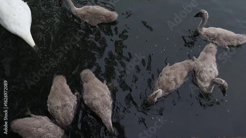 Mute Swan (Cygnus olor) and Cygnets Feeding on a Park Lake
