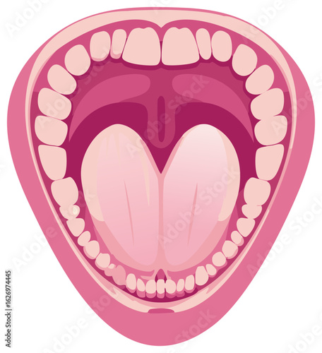Illustration of human mouth interior: Teeth, tongue, uvula and inner anatomy in open position